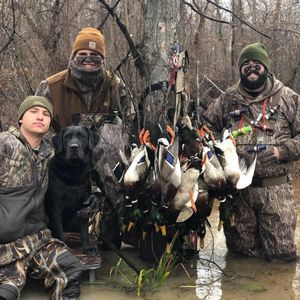 Meet your Posher, Dakota